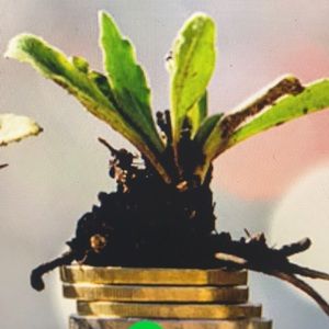 Meet your Posher, Sandra